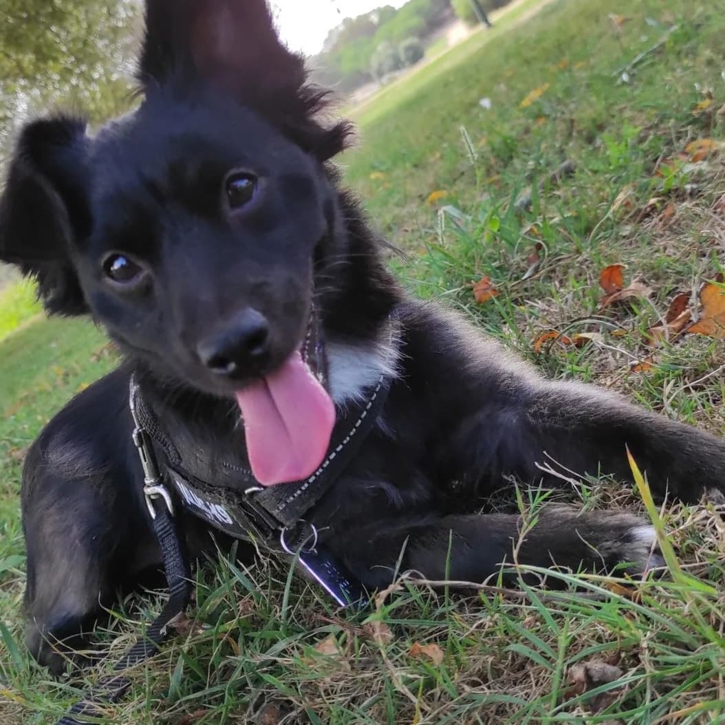 Pixel the dog