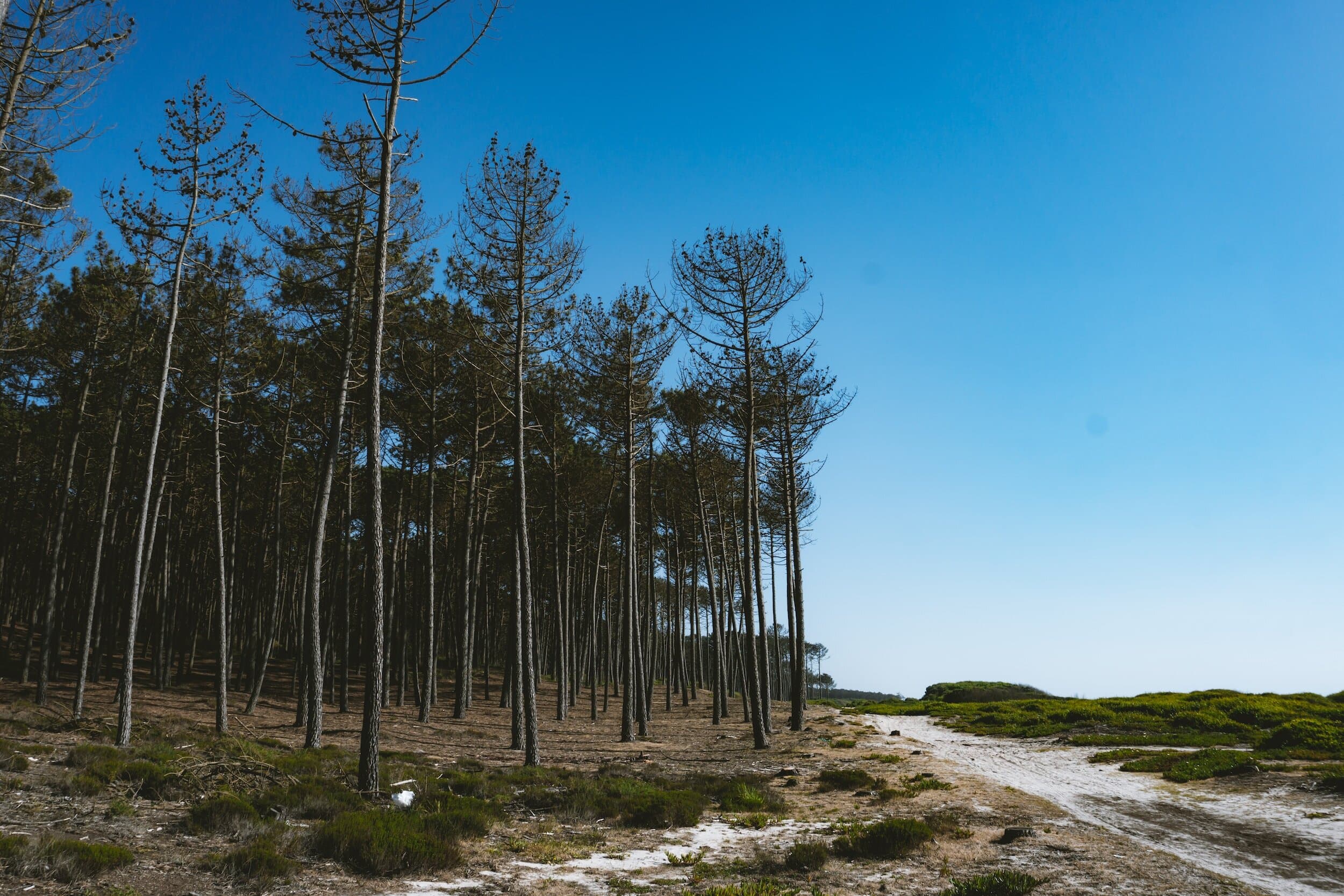 Maceda beach pine forest